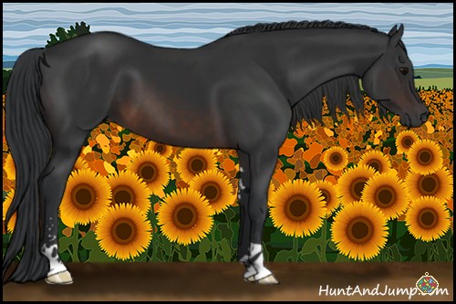 Horse Color:Brown Sabino 