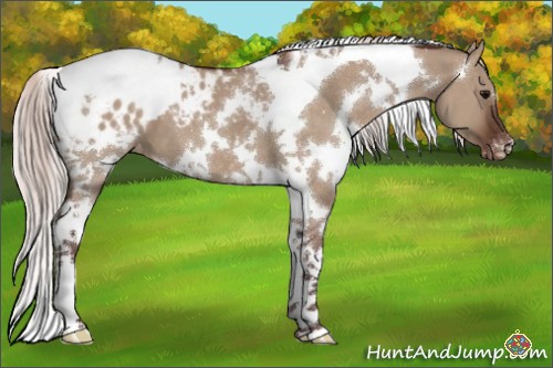 Horse Color:White Spotted Chocolate Silver Brown Dun Tobiano Appaloosa