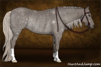 Horse Color:Silver Black Rabicano 