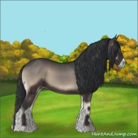 Horse Color:Blue Onyx 