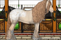 Horse Color:Gold Champagne Dun Appaloosa 