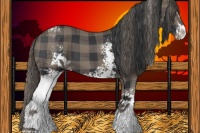 Horse Color:Plaid  White Spotted Black Sabino 