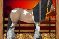 Horse Color:Bay Dun Tobiano Rabicano 