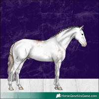 Horse Color:Grullo Pearl Sabino 