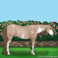 Horse Color:Black Pearl Sabino