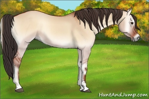 Horse Color:Bay Onyx Sabino 