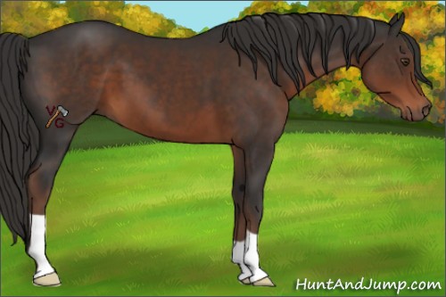 Horse Color:Liver Chestnut 