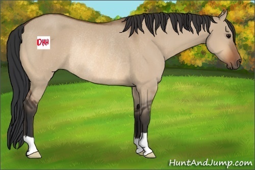 Horse Color:Bay Dun Rabicano 