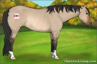 Horse Color:Bay Dun Rabicano 