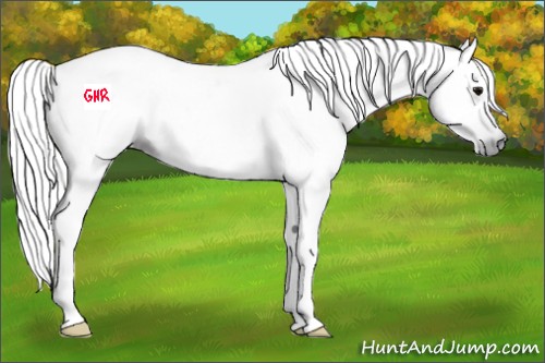 Horse Color:Gray Black 