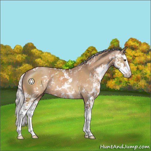Horse Color:Silver Brown Dun Sabino Splash Rabicano