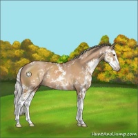 Horse Color:Silver Brown Dun Sabino Splash Rabicano 