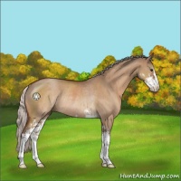 Horse Color:Silver Brown Dun Sabino Rabicano 