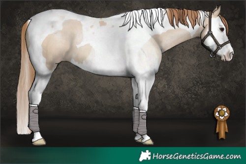 Horse Color:Grullo Pearl Sabino Splash Tobiano 