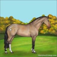 Horse Color:Bay Dun Sabino Rabicano 