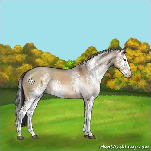Horse Color:White Spotted Brown Dun Sabino Splash 