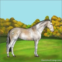 Horse Color:White Spotted Brown Dun Sabino Splash 