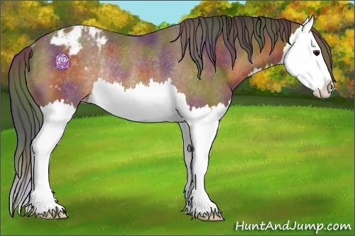 Horse Color:Nacre Buckskin Splash Appaloosa Rabicano