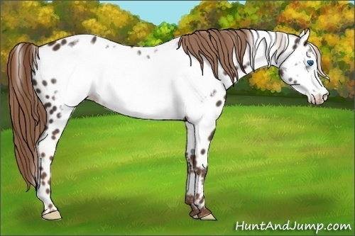 Horse Color:Liver Chestnut Frame Near Leopard 