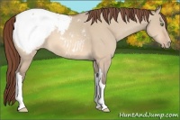 Horse Color:Amber Champagne Dun Appaloosa