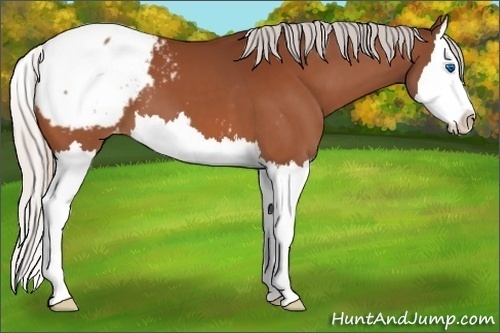 Horse Color:Silver Bay Splash Appaloosa 