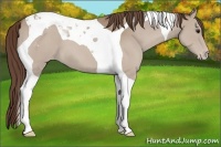 Horse Color:Classic Champagne Tobiano Appaloosa