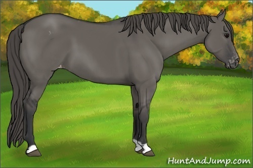 Horse Color:Grullo Appaloosa 
