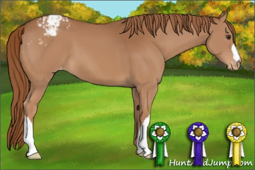 Horse Color:Chestnut Appaloosa 
