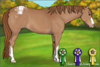 Horse Color:Chestnut Appaloosa 