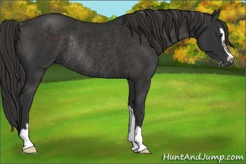 Horse Color:Liver Chestnut Sabino Rabicano 