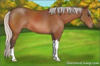 Horse Color:Silver Bay Appaloosa 