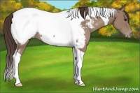 Horse Color:Classic Champagne Tobiano Near Fewspot 