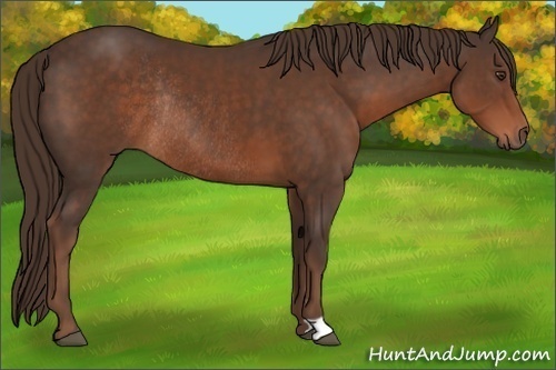 Horse Color:Liver Chestnut Rabicano 