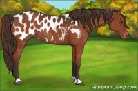 Horse Color:Liver Chestnut Near Leopard Rabicano