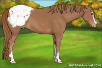 Horse Color:Chestnut Sabino Snowcap 