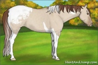 Horse Color:Classic Champagne Dun Tobiano Varnish 