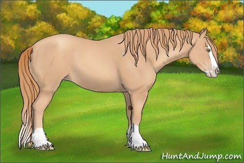 Horse Color:Gold Champagne Splash 