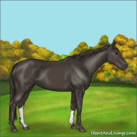 Horse Color:Smoky Black 