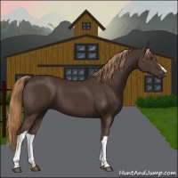 Horse Color:Liver Chestnut 