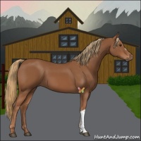 Horse Color:Chestnut 