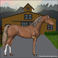 Horse Color:Chestnut 