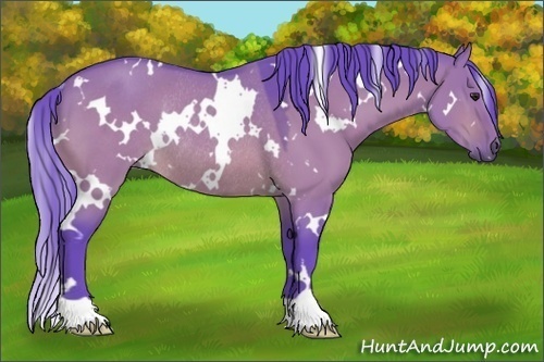 Horse Color:Watercolor White Spotted Brown Dun Rabicano 