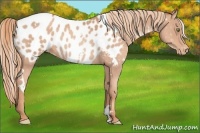 Horse Color:White Spotted Gold Champagne Appaloosa 