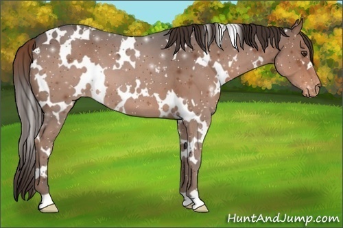 Horse Color:White Spotted Liver Chestnut Appaloosa 