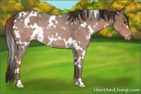 Horse Color:White Spotted Liver Chestnut Appaloosa 