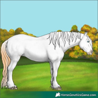Horse Color:Sable Cream Champagne Sabino Appaloosa