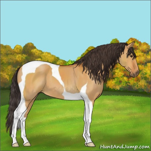 Horse Color:Buckskin Dun Tobiano 