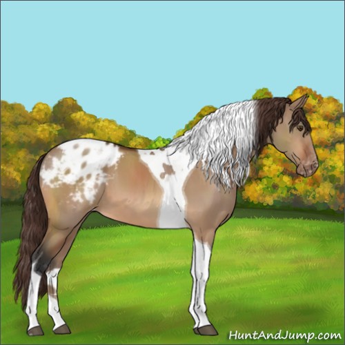 Horse Color:Brown Dun Sabino Tobiano Appaloosa 