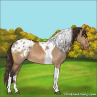 Horse Color:Brown Dun Sabino Tobiano Appaloosa 