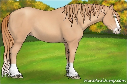 Horse Color:Gold Champagne Splash Rabicano 